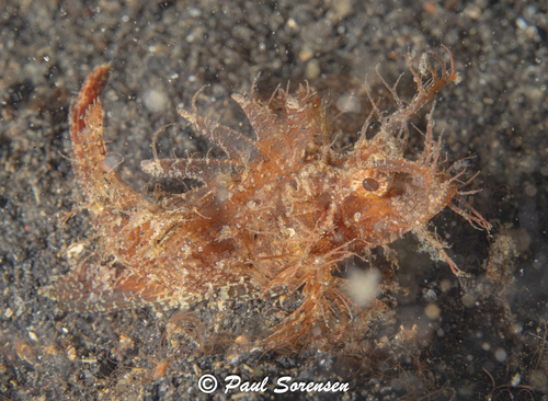 Pteroidichthys amboinensis observed 2026-07-12
