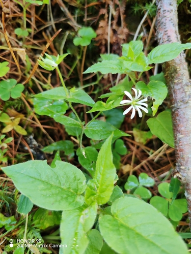 Stellaria nemorum, photograph 4