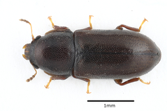 Orthocis alni