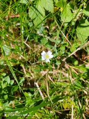 Cerastium arvense, photograph (c) Ljaž, some rights reserved (CC BY)
