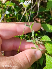 Cerastium arvense, photograph (c) Ljaž, some rights reserved (CC BY)