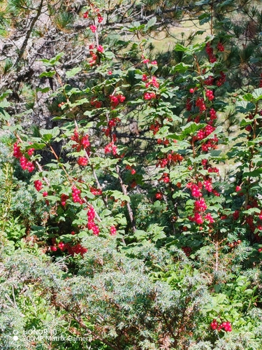 Ribes petraeum, photograph 4