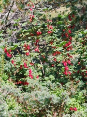 (c) Ljaž, some rights reserved (CC BY) Ribes petraeum, photograph (c) Ljaž, some rights reserved (CC BY)