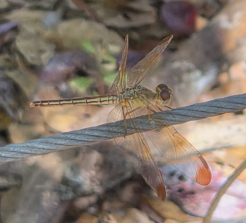 Painted Grasshawk