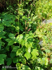 Rumex arifolius, photograph (c) Ljaž, some rights reserved (CC BY)