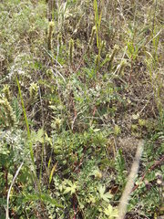 Astragalus schelichowii