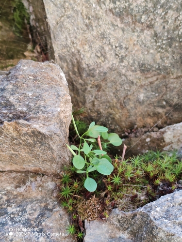 Cardamine resedifolia, photograph 3