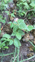 Phaseolus vulgaris
