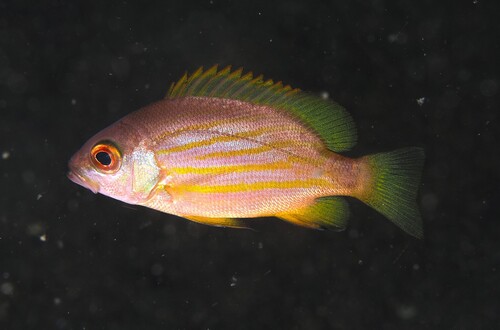 Twelvespine snapper (Lutjanus dodecacanthoides) — Lutjanidae — 5