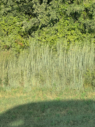 little bluestem