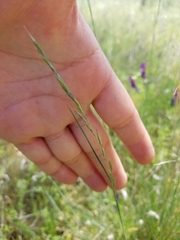 Festuca idahoensis