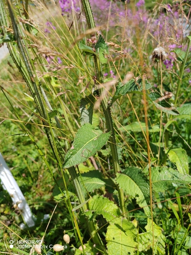 Carduus personata, photograph 6