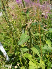 Carduus personata, photograph (c) Ljaž, some rights reserved (CC BY)