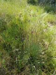 Festuca idahoensis
