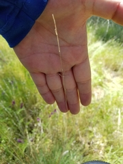Festuca idahoensis