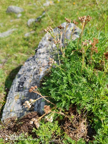 Achillea erba-rotta, photograph 3