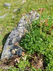 Achillea erba-rotta, photograph (c) Ljaž, some rights reserved (CC BY)