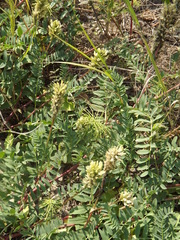 Astragalus schelichowii