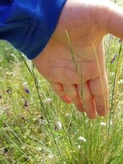 Festuca idahoensis
