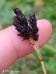 Carex atrata