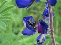 Oxythyrea noemi