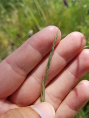 Festuca idahoensis