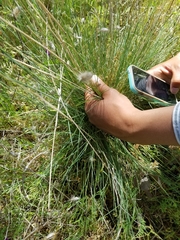 Festuca idahoensis