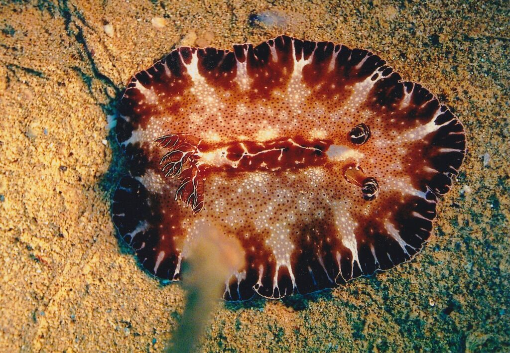 Bohol Discodoris