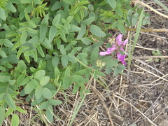 Hedysarum hedysaroides