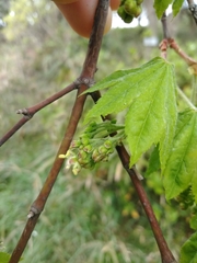 Acer japonicum