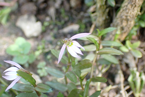 Lobelia chinensis, photograph 3