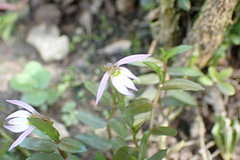 Lobelia chinensis, photograph (c) Michael Berardozzi, some rights reserved (CC BY)