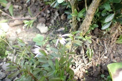 Lobelia chinensis, photograph 5