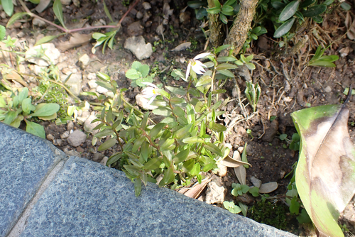 Lobelia chinensis, photograph 4