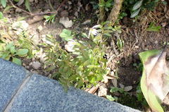 Lobelia chinensis, photograph (c) Michael Berardozzi, some rights reserved (CC BY)