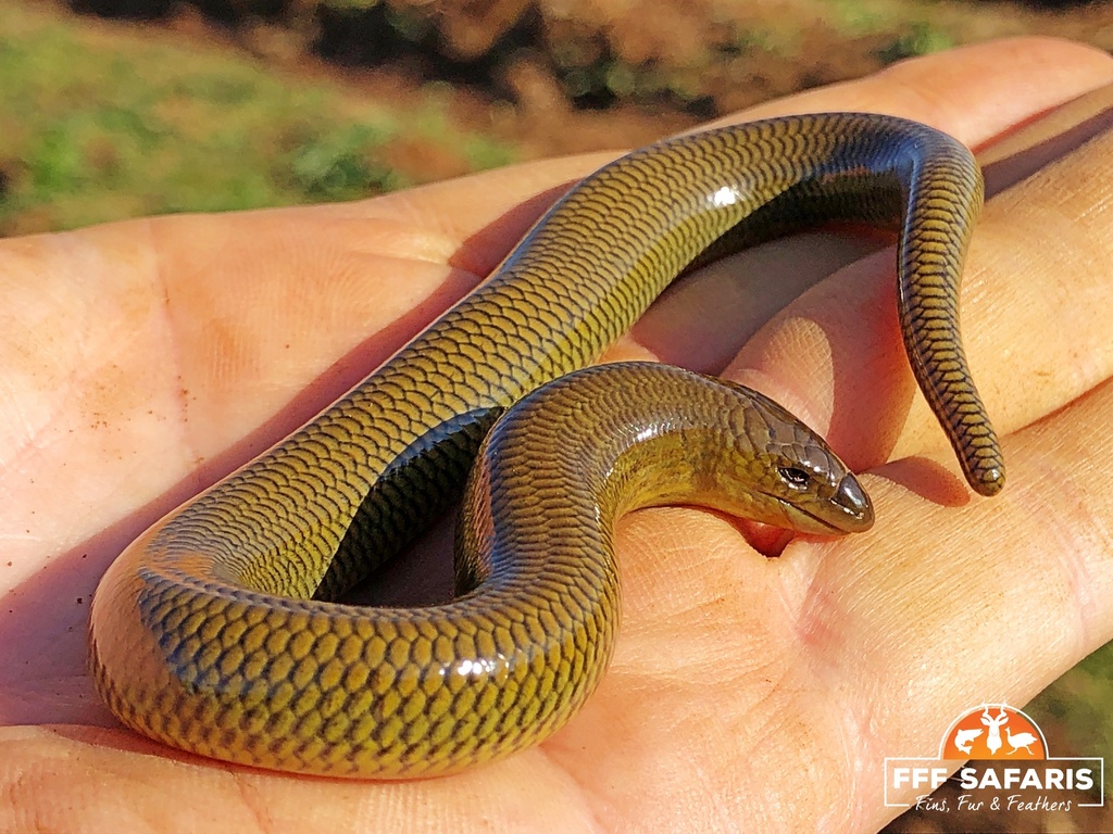 Slendertail Lance Skink