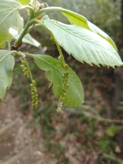 Quercus serrata