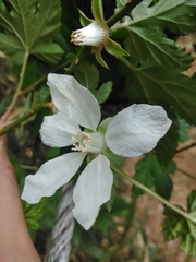 Rubus palmatus coptophyllus