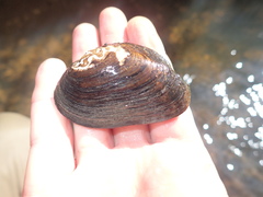 Uniomerus carolinianus