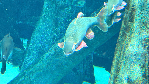Denticulate barb (Spinibarbus denticulatus) — Cyprinidae — 4