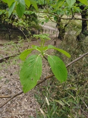 Cornus controversa
