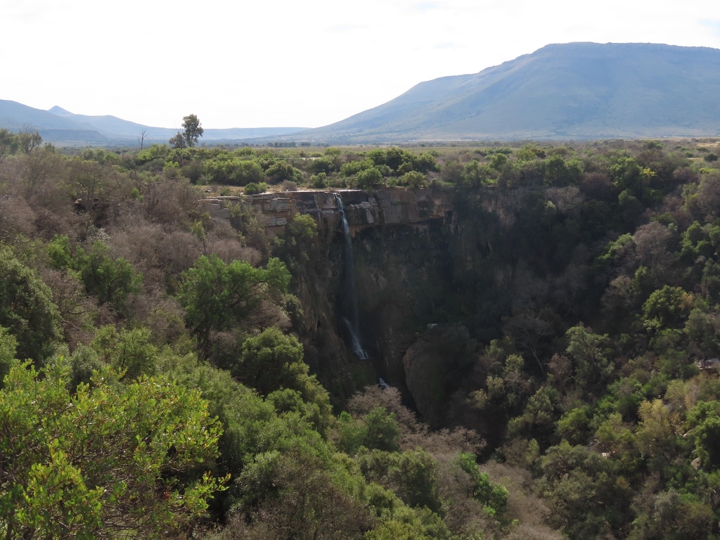 Celtis africana; photograph (c) Christiaan Viljoen, some rights reserved (CC BY)