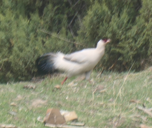 White Eared Pheasant (Crossoptilon crossoptilon), photo 4