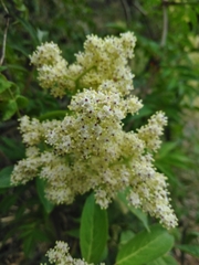 Sambucus sieboldiana pinnatisecta