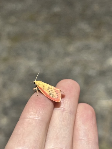 Rosy Footman