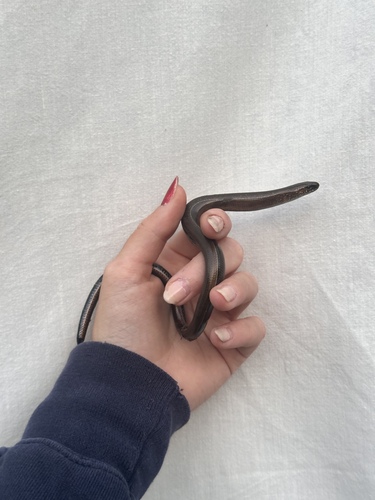 Eastern Slowworm