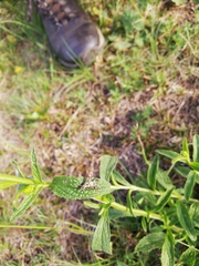 Chamaesphecia empiformis