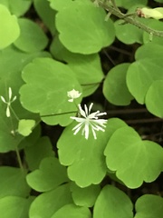 Thalictrum mirabile