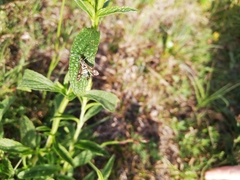Chamaesphecia empiformis