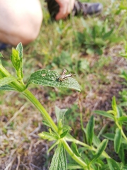 Chamaesphecia empiformis
